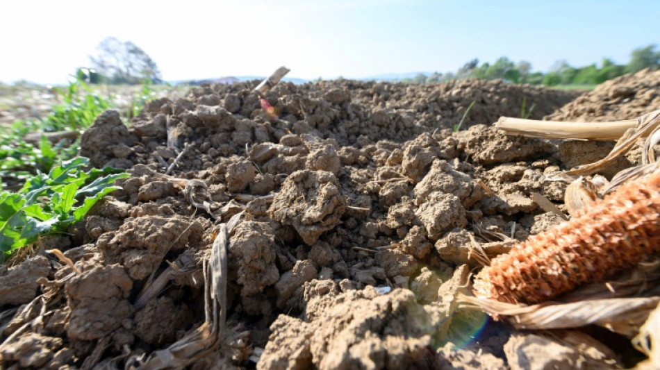 Landesregierung in Nordrhein-Westfalen rechnet wegen D&uuml;rre mit Ernteeinbu&szlig;en