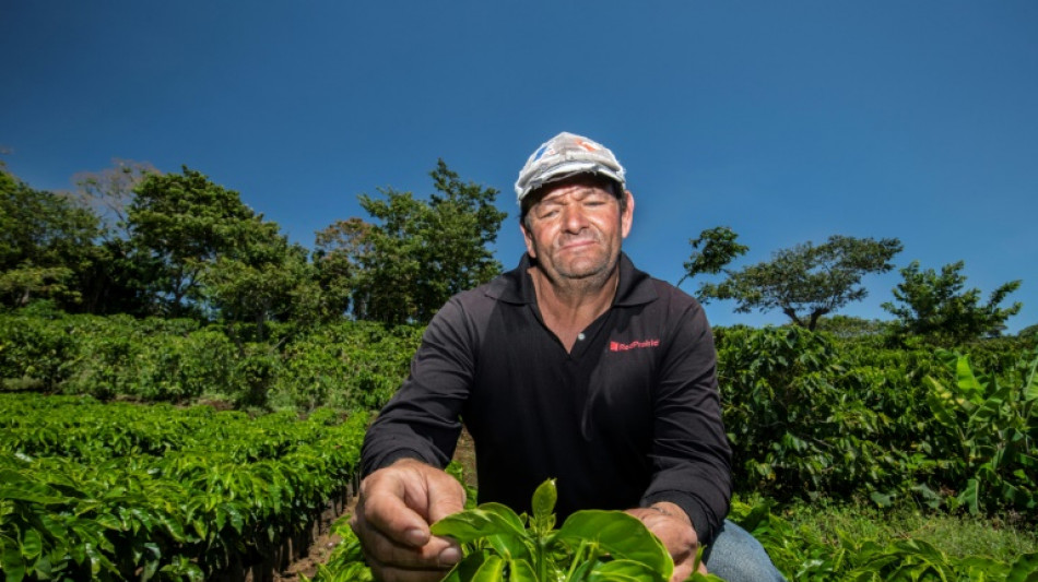 Caficultores de Costa Rica combaten cambio clim&aacute;tico con tecnolog&iacute;a
