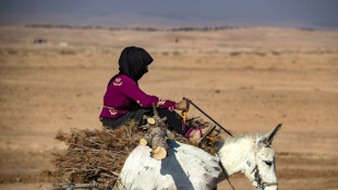 Illegal logging turns Syria's forests into 'barren land'
