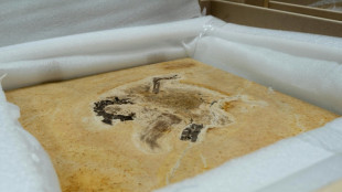 Brasil recupera f&oacute;ssil de dinossauro levado irregularmente para a Alemanha