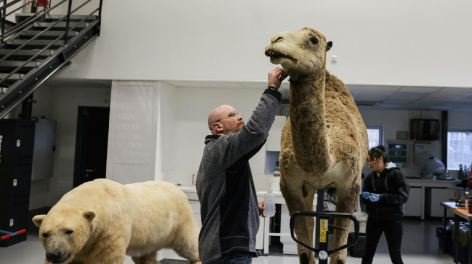 Dans l'atelier des taxidermistes du Muséum d'histoire naturelle