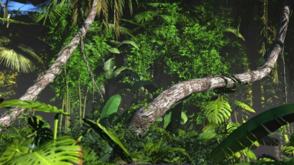 Les pays amazoniens forment une "alliance" contre la d&eacute;forestation autour de Lula