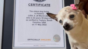 El perro m&aacute;s viejo del mundo muri&oacute; a los 22 a&ntilde;os en EEUU