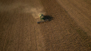 Agricultores ucranianos colhem girass&oacute;is, mas n&atilde;o conseguem export&aacute;-los