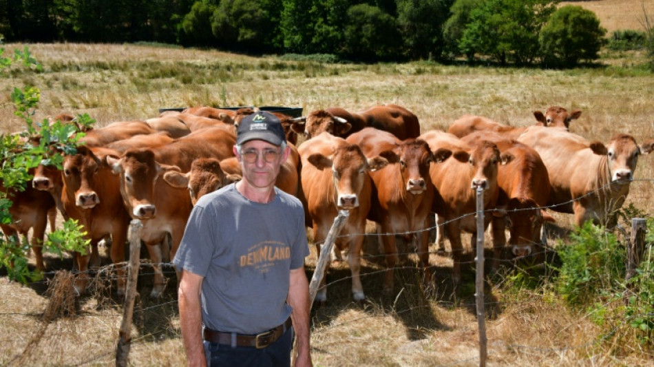 Dans la Creuse ass&eacute;ch&eacute;e, les prairies grillent et les &eacute;leveurs s'alarment
