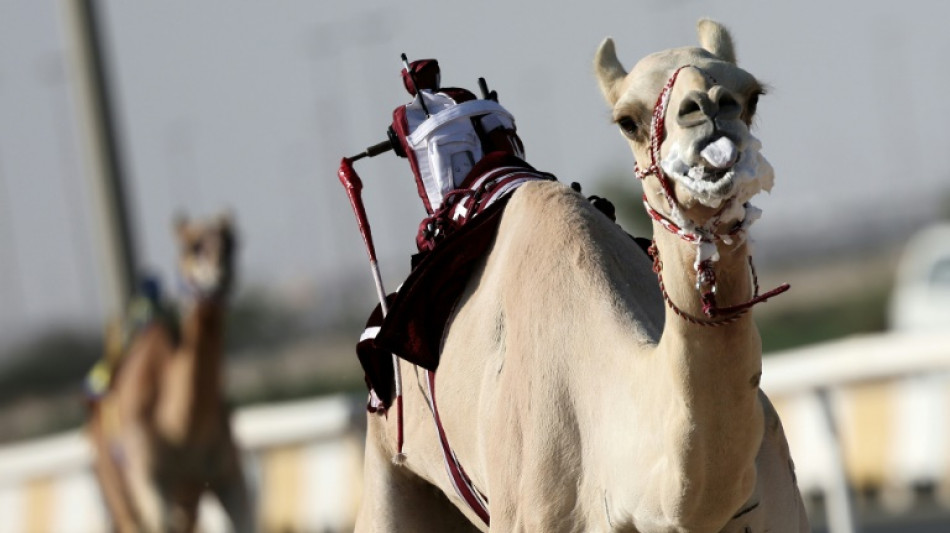 En Catar, las carreras de dromedarios interesan m&aacute;s que el f&uacute;tbol