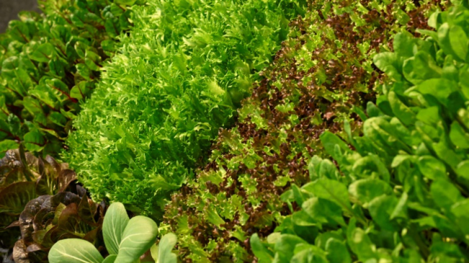 JO de Paris 2024: du v&eacute;g&eacute;tal et du local dans l'assiette 