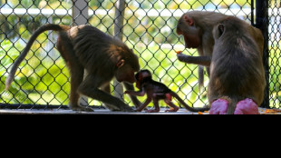 Studie: Wettbewerb um Weibchen senkt Lebenserwartung männlicher Säugetiere