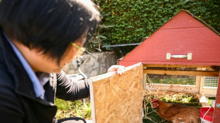 Louer une poule, nouvelle mode contre la flamb&eacute;e du prix des oeufs aux Etats-Unis