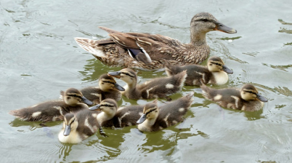 Feuerwehr rettet in M&uuml;nchen Entenk&uuml;ken aus f&uuml;nf Meter tiefem Schacht