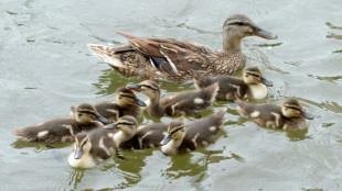 Feuerwehr rettet in M&uuml;nchen Entenk&uuml;ken aus f&uuml;nf Meter tiefem Schacht