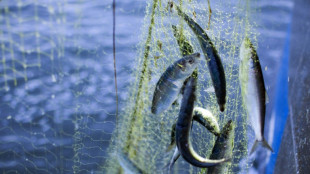 MSC: Nur jeder zweite Hering im Supermarkt aus nachhaltigen Best&auml;nden