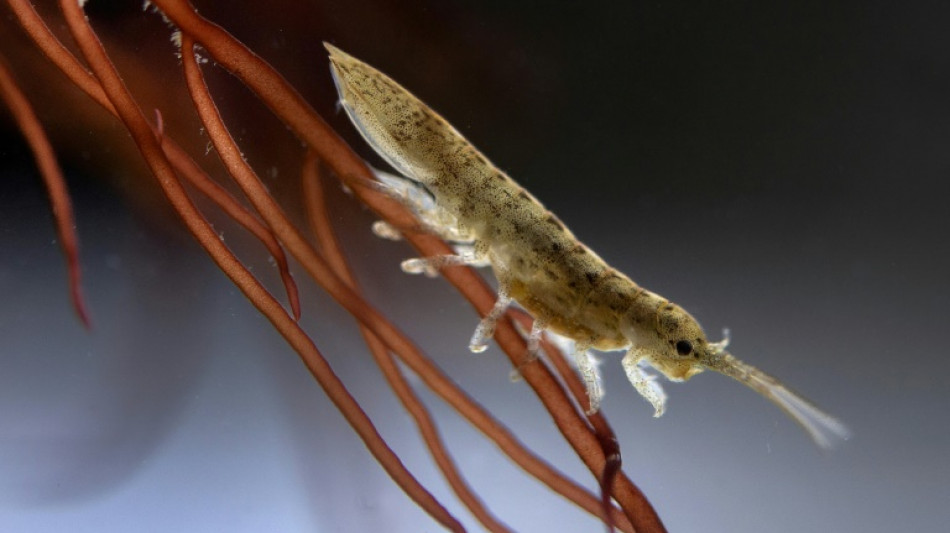 L'idot&eacute;e, le crustac&eacute; "pollinisateur des mers"