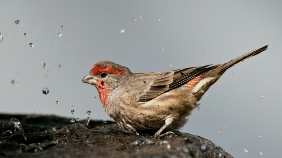 Les animaux, ces grands médecins inconnus