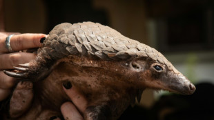 Les d&eacute;fenseurs des pangolins veulent plus d'&eacute;tudes pour mieux les prot&eacute;ger