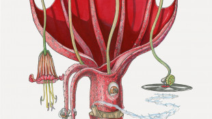 La poesia del cinema d'animazione, torna Imaginaria