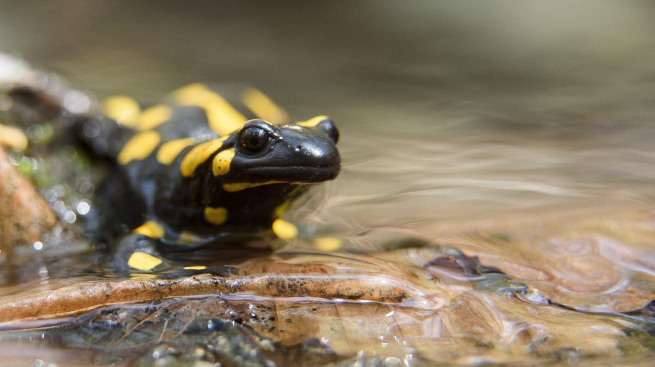 Nell'ossigeno una chiave per rigenerare gli arti nei mammiferi