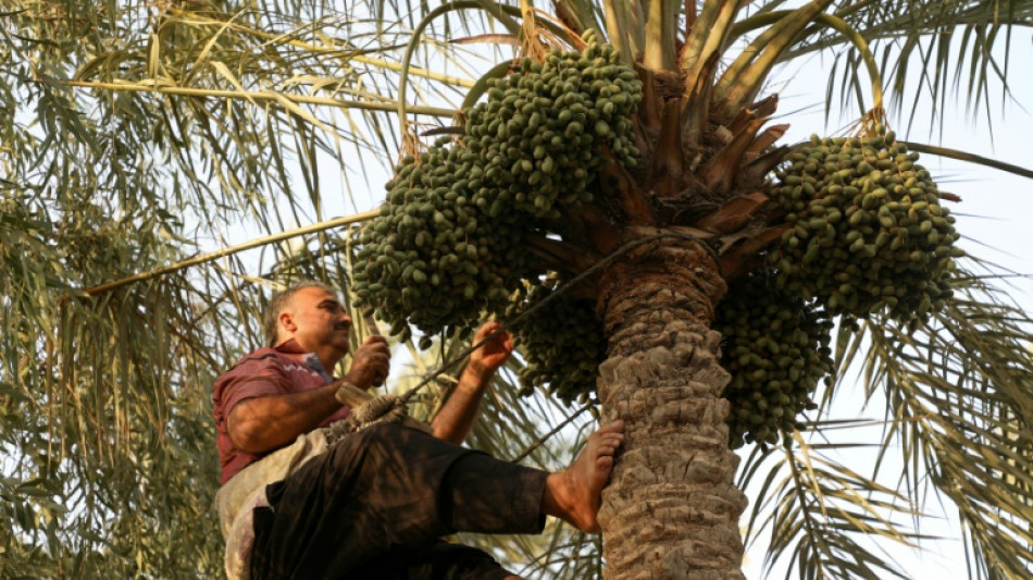 En Irak, pr&eacute;server le palmier-dattier, symbole national et tr&eacute;sor &eacute;conomique