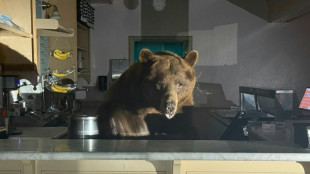 Got the scoop: Bear takes over California ice cream shop
