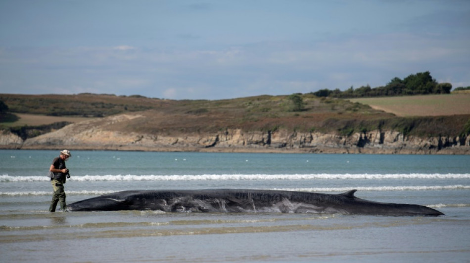 Une nouvelle baleine s'&eacute;choue sur une plage du Finist&egrave;re