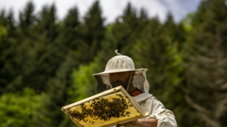 Turkey's 'mad honey' aphrodisiac that can knock you flat