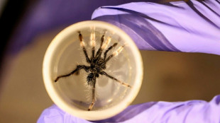 Autoridades decomisan en aeropuerto de Bogot&aacute; m&aacute;s de 140 tar&aacute;ntulas con destino a M&eacute;xico