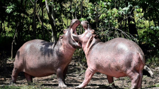 El traslado de hipop&oacute;tamos desde Colombia a M&eacute;xico e India costar&aacute; 3,5 millones de d&oacute;lares