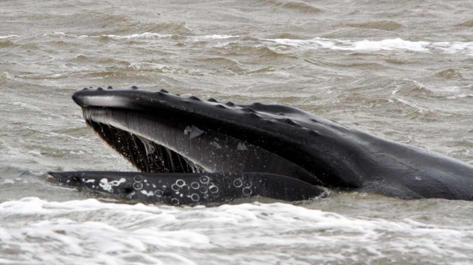 Le megattere usano anelli di bolle per comunicare con gli umani