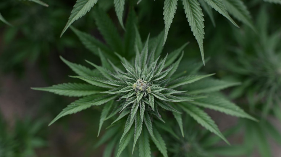 Neues Cannabisgesetz f&uuml;hrt zu Freispruch in Mannheimer Schmuggel-Prozess
