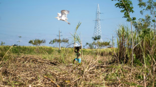 Los precios de los alimentos suben ligeramente tras el fin de acuerdo de granos, seg&uacute;n la FAO