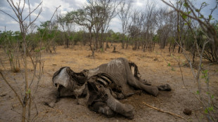 Zimbabwe : au moins 100 &eacute;l&eacute;phants morts par manque d'eau (association)