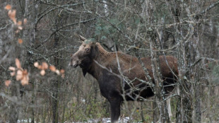 Elk could return to UK after 3,000 years as plan wins funding