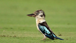 Scientists find surprising sex reversal in Australian birds