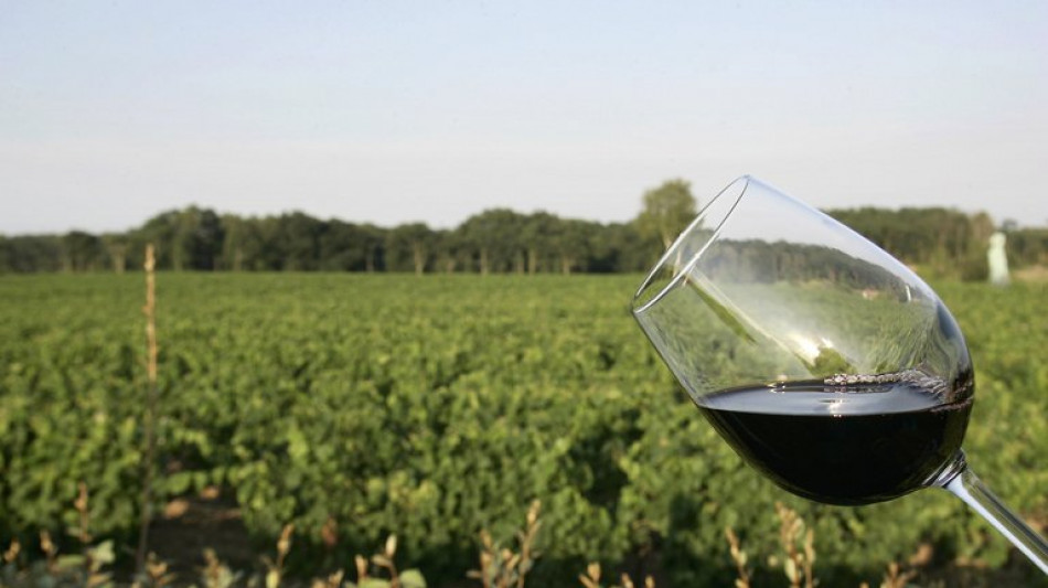 Diesj&auml;hrige Weinlese mit Trauben f&uuml;r Federwei&szlig;en in der Pfalz begonnen