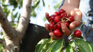 Kirschernte f&auml;llt dank guter Witterungsbedingungen deutlich besser aus