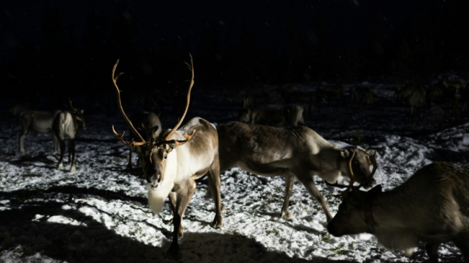Norway tries to stop costly reindeer escapades into Russia