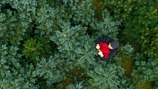 Erzeugerverband: Weihnachtsb&auml;ume in diesem Jahr voraussichtlich nicht teurer