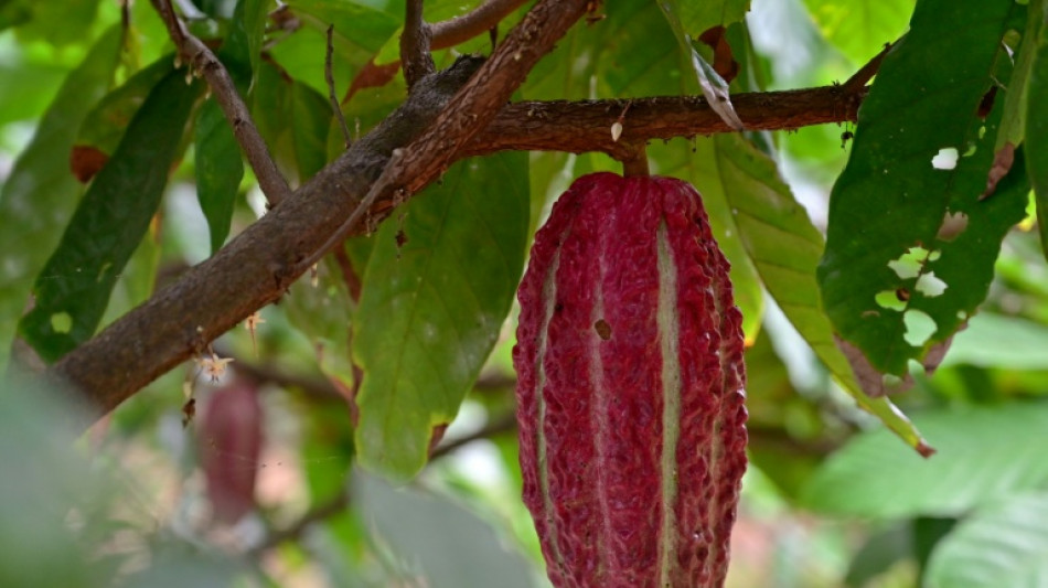 Cacao, el nuevo oro de la economía de Ecuador