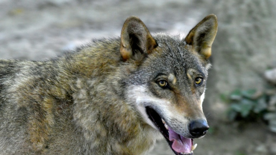 First wolf-dog hybrid confirmed in Greece