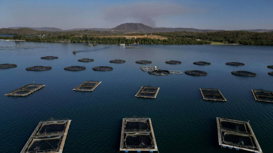 Setor do pescado no Brasil sofre como poucos com tarifa&ccedil;o de Trump