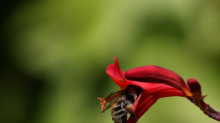 EuGH: EU-Staaten m&uuml;ssen sich an Verbot von bestimmten Pestiziden halten