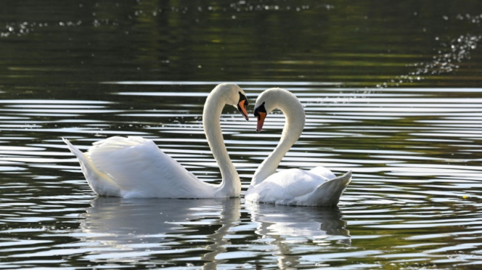 Thüringen: Mann soll mindestens einen Schwan an Teich mit Messer getötet haben