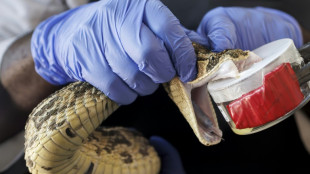 Kenya's desperate need for more snake antivenom
