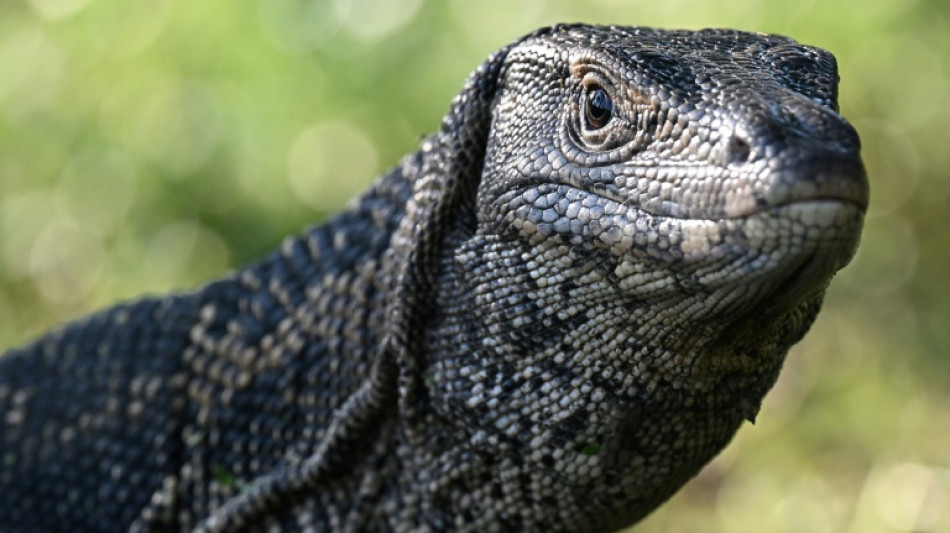 Ancient reptile tracks rewrite when animals conquered land