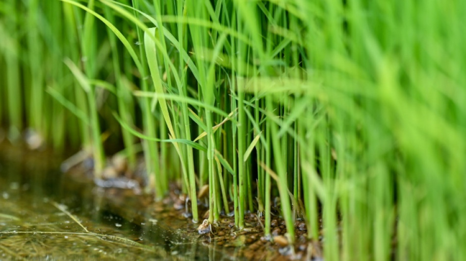 Japan's sticky problem with Trump, tariffs and rice