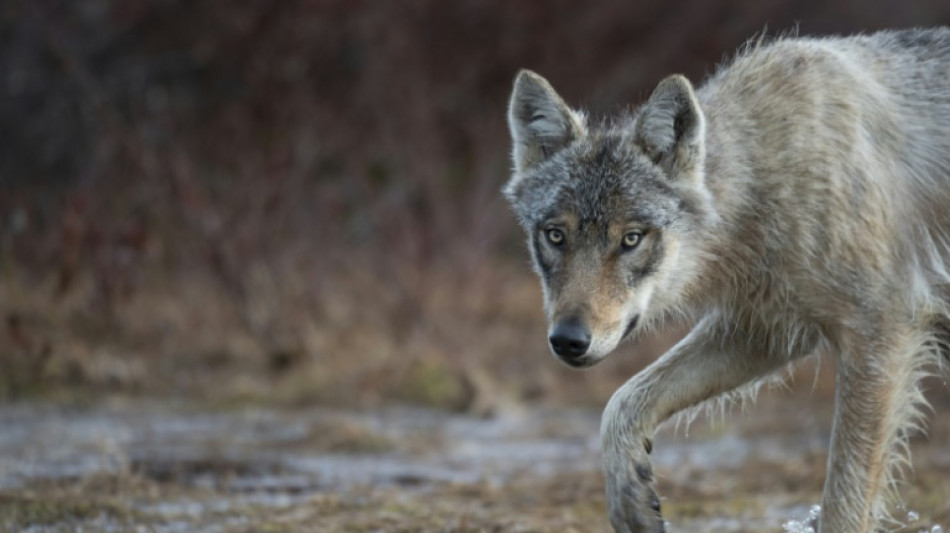 La Convenci&oacute;n de Berna reduce la protecci&oacute;n del lobo