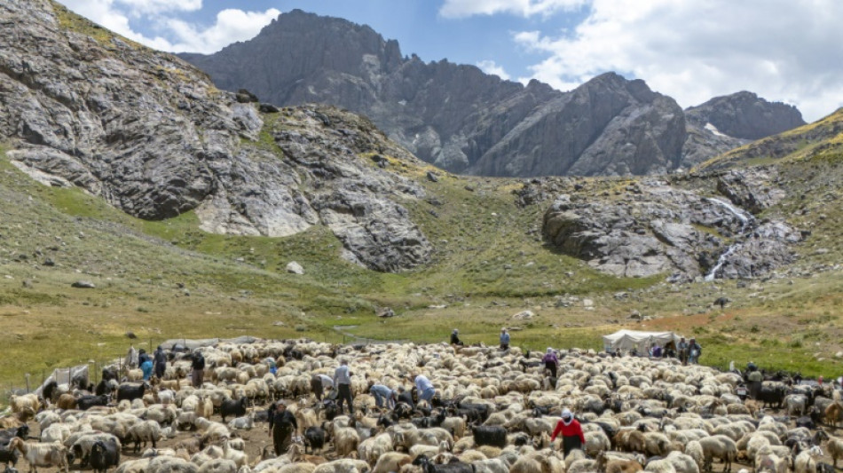 En Turquie, les bergers kurdes retrouvent leurs alpages avec la paix