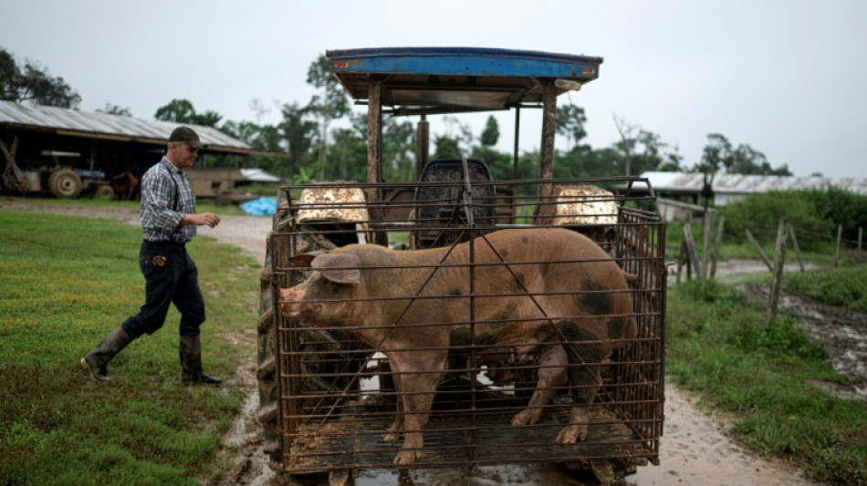 Flechas contra tratores: expansão menonita acende disputa na Amazônia peruana