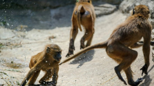 N&uuml;rnberger Tiergarten t&ouml;tet Paviane - Tiersch&uuml;tzer st&uuml;rmen auf Gel&auml;nde