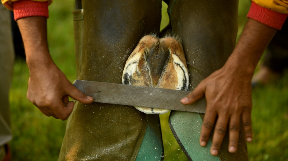 Hufschmied haftet nicht f&uuml;r Verletzung von Dressurpferd